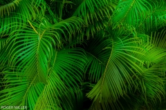 _DSC2190-PALM-COMPOSITE-p-Edit-Edit