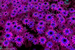 93-IMG_8090-Edit-3