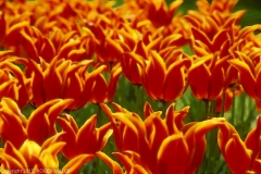 0206-TULIPS-MF-S